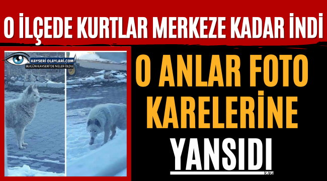 O İlçede Kurtlar Merkeze Kadar İndi! O Anlar Kaydedildi