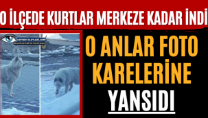 O İlçede Kurtlar Merkeze Kadar İndi! O Anlar Kaydedildi