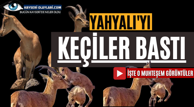 Yahyalı'yı Keçiler Bastı!