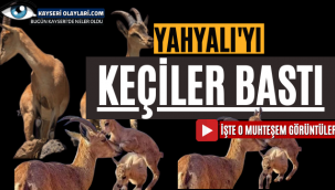 Yahyalı'yı Keçiler Bastı!
