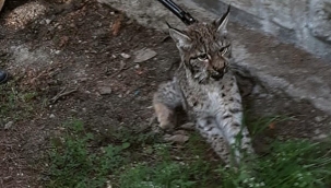 Ankara'da cami bahçesinde vaşak yakalandı