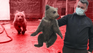 Evin bodrumunda bulundu! Görenler şaşkına döndü