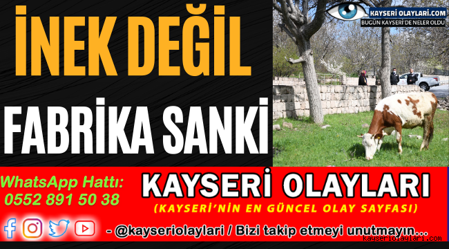 İnek Değil Fabrika Sanki