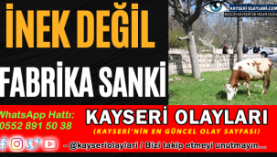 İnek Değil Fabrika Sanki
