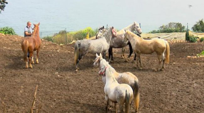 Bitmeyen çile... Kayıp atlarla ilgili şaşırtan iddia