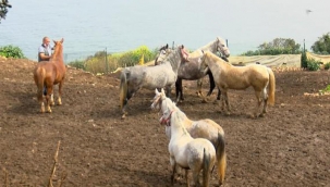 Bitmeyen çile... Kayıp atlarla ilgili şaşırtan iddia