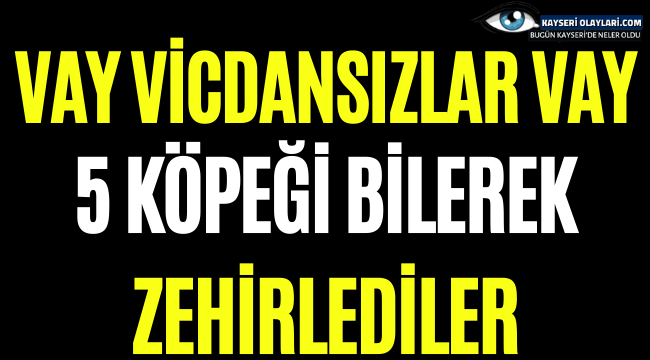 Vay Vicdansızlar Vay