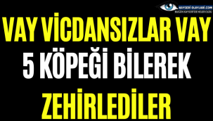 Vay Vicdansızlar Vay