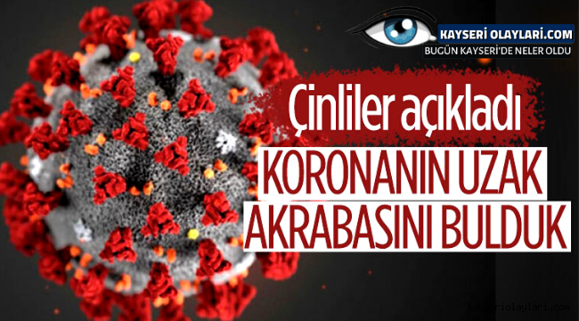 Yarasalarda görülen koronavirüslerin soy ağacında yeni bir dala rastlandı