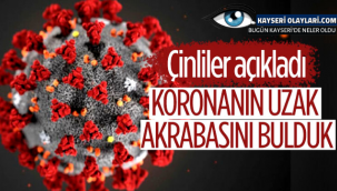 Yarasalarda görülen koronavirüslerin soy ağacında yeni bir dala rastlandı