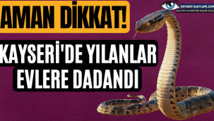 Aman Dikkat! Yılanlar Evlere Dadandı