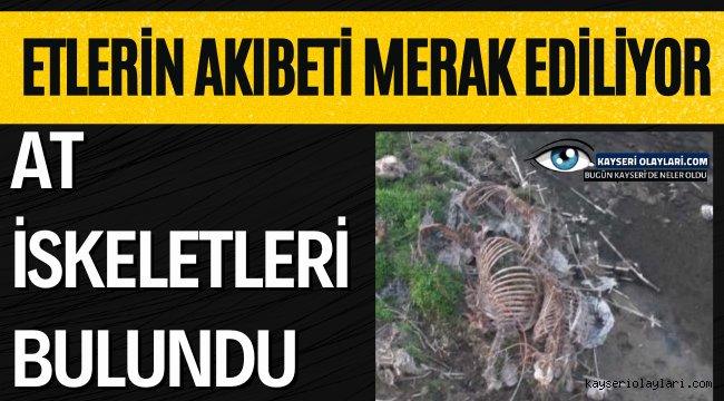 At iskeletleri Bulundu!