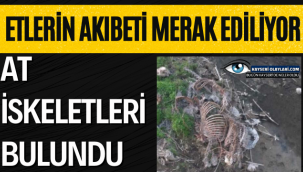 At iskeletleri Bulundu!