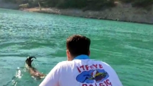 Baraj gölüne giren yaban keçisini itfaiye kurtardı