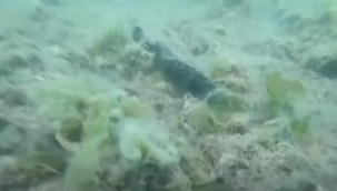 Deniz salyası nedir, nerelerde var? Deniz salyası ne zaman, nasıl geçer, çözümü var mı?