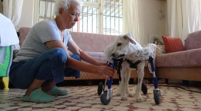 Felçli köpeğine bebek gibi bakıyor