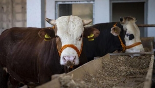 Resmi Gazete'de yayımlandı! Kurban kesimi için kurallar belli oldu