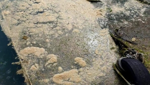 Son dakika haberler: Müsilaj kabusu sürüyor.. Uyarı yapılmıştı.. Şimdi de Karadeniz'de görüldü!