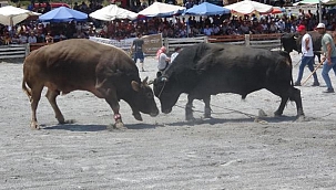 100 namlı boğa güreşti; sıcaktan kaçanlar sahiplerine zor anlar yaşattı