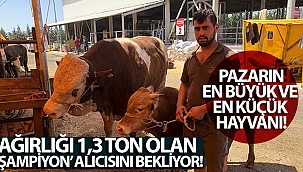 Ağırlığı 1,3 ton olan 'Şampiyon' alıcısını bekliyor