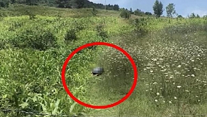 Bartın'da iğrenç olay! Tarlada köpeğe cinsel istismarda bulundu