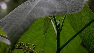 Dünyanın en korkutucu bitkisi... 'Bir insanın dayanamayacağı kadar acı verici'