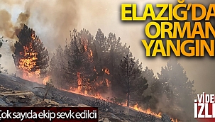 Elazığ'da orman yangını: Çok sayıda ekip sevk edildi