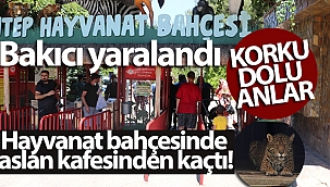 Hayvanat bahçesinde aslan kafesinden kaçtı: 1 yaralı