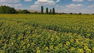 Kayseri'de 120 bin dekara çerezlik ayçiçeği ekildi