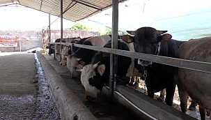 Kayseri'de 49 bin 521 kurban kesildi