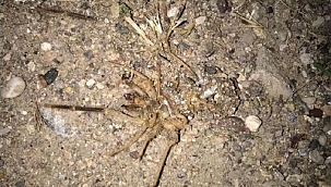 Kayseri'de 'sarıkız örümceği' tedirginliği