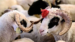 Kurban bağışı nerelere yapılır 2021? Kurban bağışı yapılan yerler ile ilgili bilgiler!