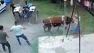 Kurbanlık boğanın saldırısıyla öldü! O anlar kamerada