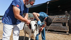 Kurbanlık seçiminde bunlara dikkat