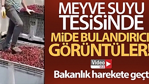 Meyve suyu tesisi ürün toplama merkezinde mide bulandırıcı görüntü