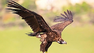 Sayıları 400'e çıktı... Artık daha özgür