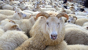 Son dakika: Bayram tatili belli oldu mu? Bayram tatili 11 gün mü?