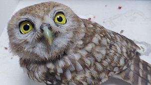 Yaralı yavru baykuşlar tedavi altına alındı