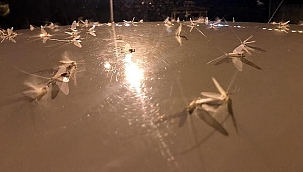 10 gündür devam ediyordu! 'Ölüm uçuşu' sona erdi