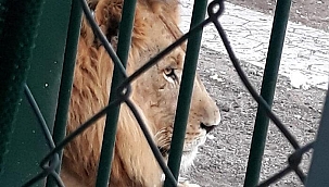 12 aslan 2 kaplan kükremeye başladı, Ankara'daki mahalleli ayağa kalktı: Korkuyoruz