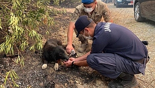 Alevlerin arasından kurtardıkları köpeğe elleriyle su içirdi