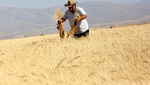 Develi'de 'Gacer' hasadı yapıldı