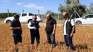 Doğal Bir Şifa Kaynağı Olan Aspir'in Hasadı Yaklaşıyor