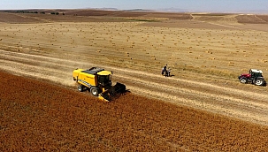 Kayseri'de 'Aspir' hasadı başladı