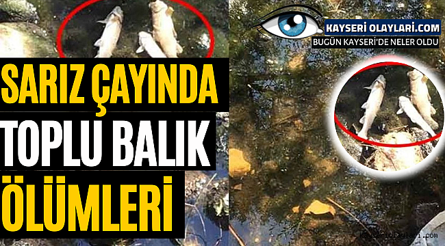 Sarız Çayında Toplu Balık Ölümleri Meydana Geldi