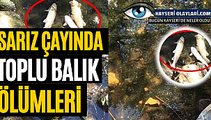 Sarız Çayında Toplu Balık Ölümleri Meydana Geldi