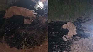 Zift birikintisine düşen köpeği 2 saatte kurtardılar!