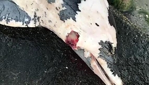 Boynundan tabancayla vurulan yunus kıyıya vurdu