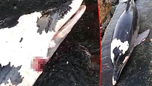 Boynundan tabancayla vurulmuş halde kıyıya vurdu! Vatandaşlar tepki gösterdi