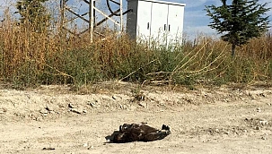 Bulgaristan'da verici takılan kartal, Konya'da ölü bulundu: Başka ölümler de var